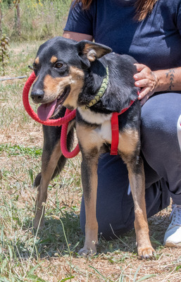 Rosa - ein toller Familienhund, Mischling - Hündin