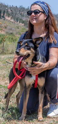 Rosa - ein toller Familienhund, Mischling - Hündin