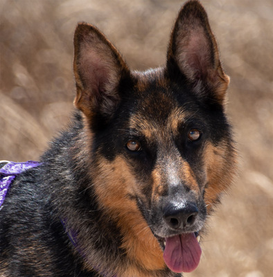 Rosa - eine Dame im besten Alter, Deutscher Schäferhund - Hündin