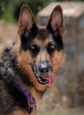 Rosa - eine Dame im besten Alter, Deutscher Schäferhund - Hündin