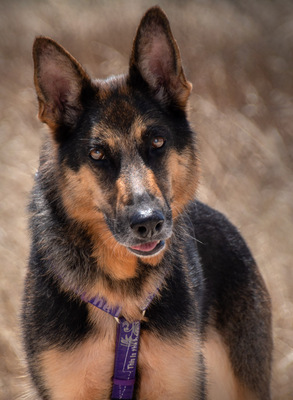 Rosa - eine Dame im besten Alter, Deutscher Schäferhund - Hündin