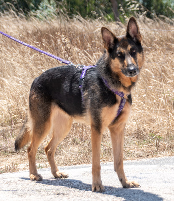 Rosa - eine Dame im besten Alter, Deutscher Schäferhund - Hündin