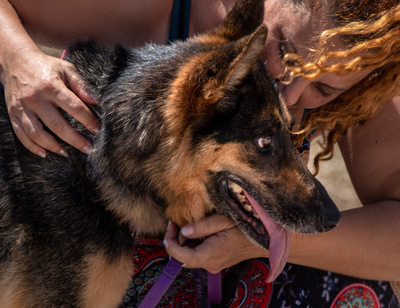 Rosa - eine Dame im besten Alter, Deutscher Schäferhund - Hündin