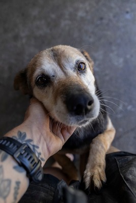 🌷 Rosa – eine Seele voller Sanftmut und Liebe 🤍