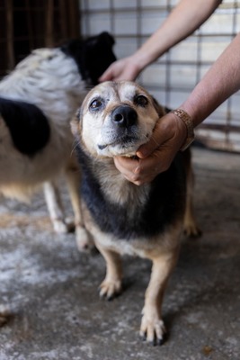 🌷 Rosa – eine Seele voller Sanftmut und Liebe 🤍, Mischling - Hündin