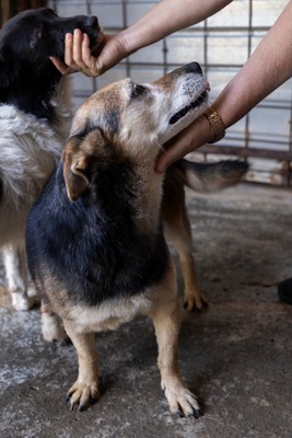 🌷 Rosa – eine Seele voller Sanftmut und Liebe 🤍, Mischling - Hündin