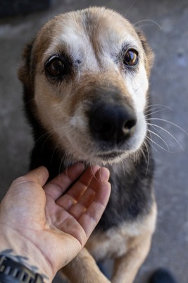 🌷 Rosa – eine Seele voller Sanftmut und Liebe 🤍, Mischling - Hündin