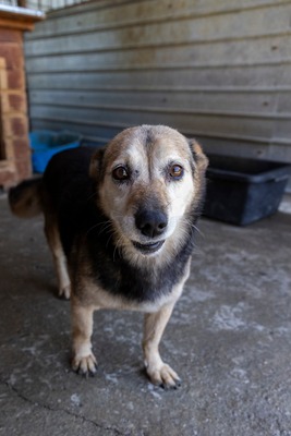 🌷 Rosa – eine Seele voller Sanftmut und Liebe 🤍, Mischling - Hündin