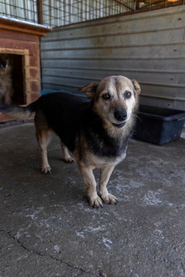 🌷 Rosa – eine Seele voller Sanftmut und Liebe 🤍, Mischling - Hündin