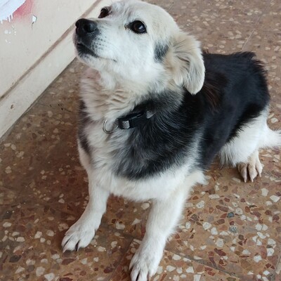 Rosa - sanft, ruhig & feinfühlig 💕, Kokoni-Misching - Hündin