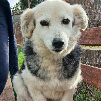 Rosa - sanft, ruhig & feinfühlig 💕, Kokoni-Misching - Hündin