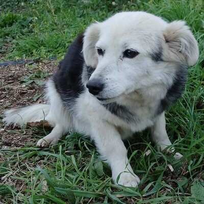 Rosa - sanft, ruhig & feinfühlig 💕, Kokoni-Misching - Hündin