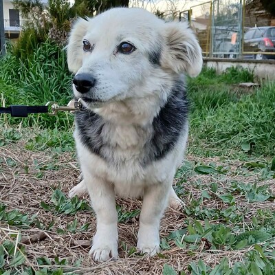 Rosa - sanft, ruhig & feinfühlig 💕, Kokoni-Misching - Hündin