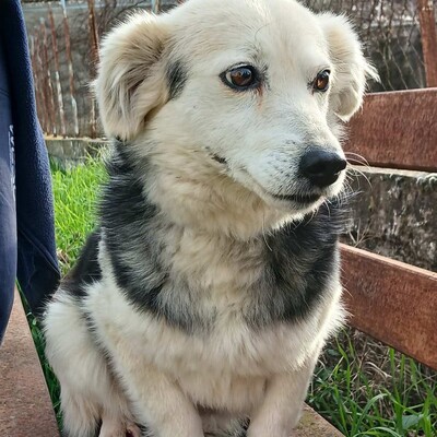 Rosa - sanft, ruhig & feinfühlig 💕 / Reserviert, Kokoni-Misching - Hündin