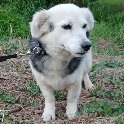 Rosa - sanft, ruhig & feinfühlig 💕 / Vorgemerkt, Kokoni-Misching - Hündin