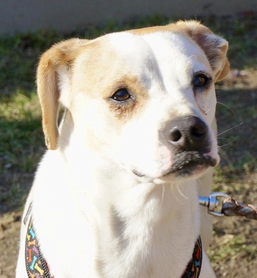 Rosalia, Mix - Hündin