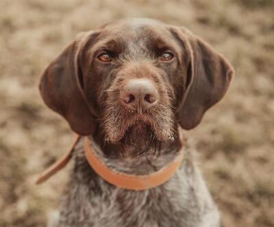 Rosco Deutsch Drahthaar Rüde sucht ein Zuhause, Deutsch-Kurzhaar - Rüde
