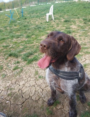 Rosco Deutsch Drahthaar möchte aus dem Tierheim, Deutsch Drahthaar - Rüde