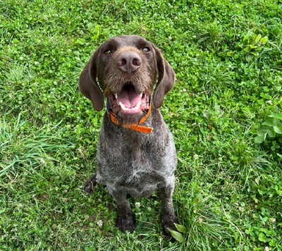 Rosco Deutsch Drahthaar möchte aus dem Tierheim, Deutsch Drahthaar - Rüde