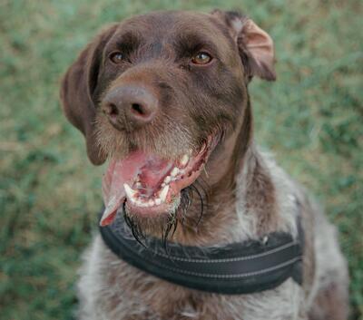 Rosco Deutsch Drahthaar möchte aus dem Tierheim, Deutsch Drahthaar - Rüde
