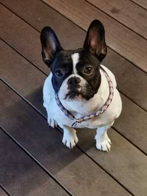 Rosi, FRANZÖSISCHE BULLDOGGE - Hündin