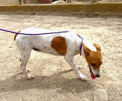 Rosi, Mix - Hündin