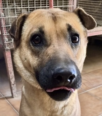 Rosie, Mix - Hündin