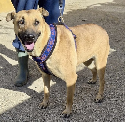 Rosie, Mix - Hündin