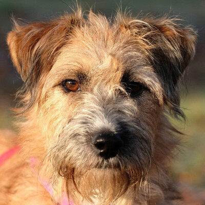 Rosika, Terrier-Mix - Hündin