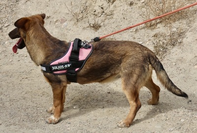 Rosita, Mix - Hündin