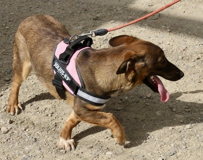 Rosita, Mix - Hündin