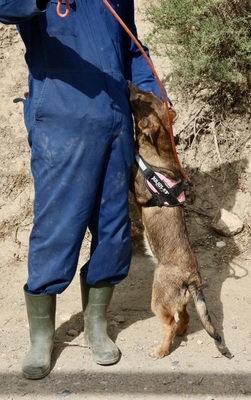 Rosita, Mix - Hündin