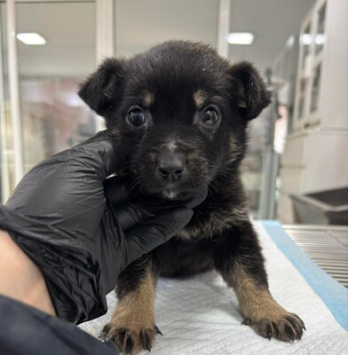 Rosmary, Mischling Welpen - Hündin