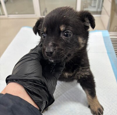 Rosmary, Mischling Welpen - Hündin