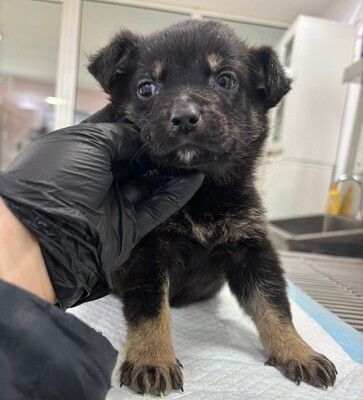 Rosmary, Mischling Welpen - Hündin