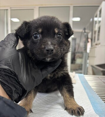 Rosmary, Mischling Welpen - Hündin