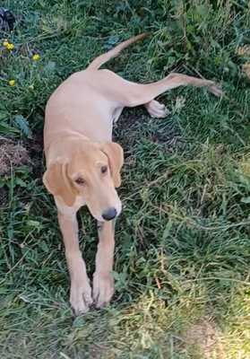 Ross, Segugio Italiano Welpen - Hündin