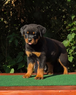 Rottweiler, Rottweiler Welpen - Hündin