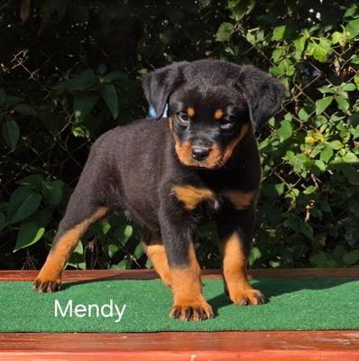 Rottweiler, Rottweiler Welpen - Hündin