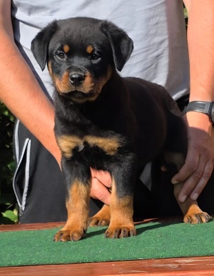 Rottweiler, Rottweiler Welpen - Hündin