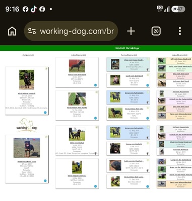 Rottweiler, Rottweiler Welpen - Hündin