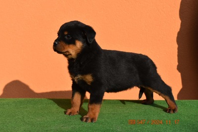 Rottweiler, Rottweiler Welpen - Rüde