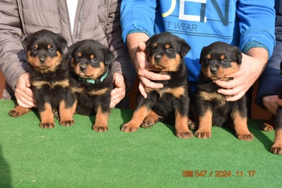 Rottweiler, Rottweiler Welpen - Rüde