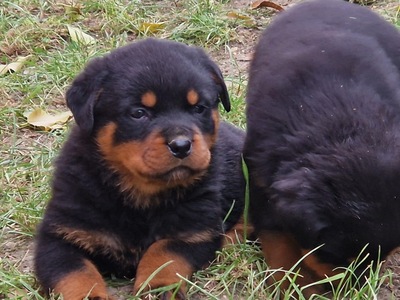 Rottweiler, Rottweiler Welpen - Rüde