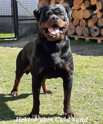 Rottweiler, Rottweiler Welpen - Rüde