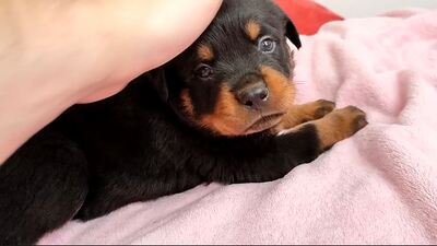 Rottweiler Welpen Blau, Grün, Pink ❤, Rottweiler Welpen - Rüde