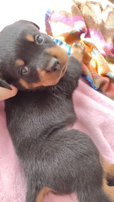 Rottweiler Welpen Blau, Grün, Pink ❤, Rottweiler Welpen - Rüde