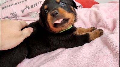Rottweiler Welpen Blau, Grün, Pink ❤, Rottweiler Welpen - Rüde