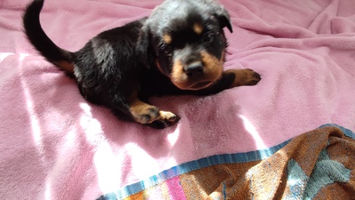 Rottweiler Welpen Blau, Grün, Pink ❤, Rottweiler Welpen - Rüde
