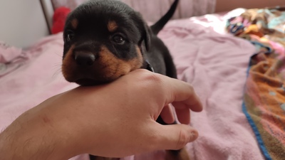 Rottweiler Welpen Blau, Grün, Pink ❤, Rottweiler Welpen - Rüde
